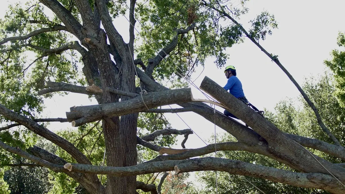 Professional Crown Thinning performed by certified arborists in Hanston