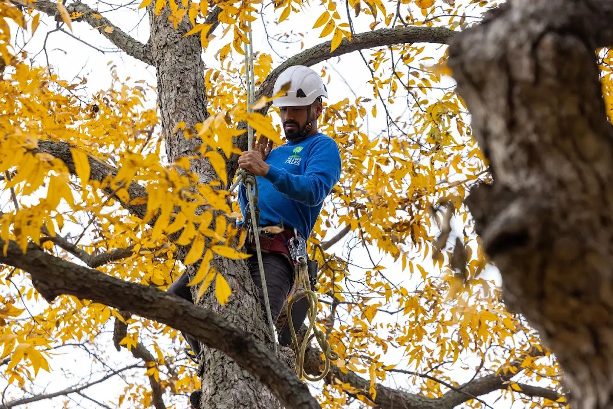 Skilled Tree Pruning crew working in Hanston
